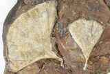 Two Fossil Ginkgo Leaves From North Dakota - Paleocene - #201239-1